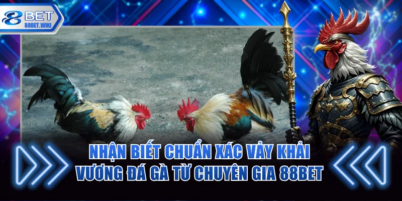 Nhận biết chuẩn xác vảy khải vương đá gà từ chuyên gia 88BET